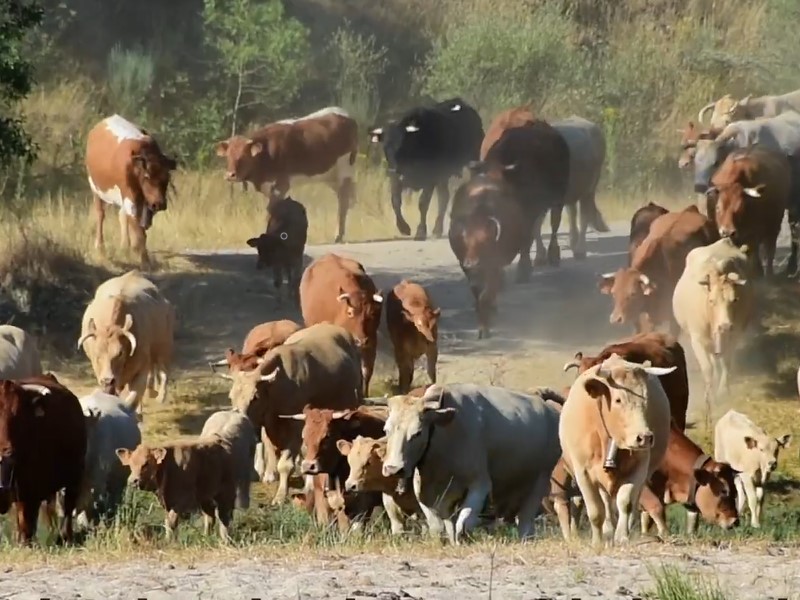 La trashumancia tiene su origen en la necesidad del ser humano de trasladar sus ganados de los agostados pastos de la meseta, a las zonas de montaña. En la época de calor el ganado se traslada a zonas altas, y en la época invernal, al contrario, a las zonas de menor altitud.
En el s. XIII, Alfonso X El Sabio crea el Honrado Concejo de la Mesta, una institución con grandes privilegios cuyo objetivo era favorecer a los ganaderos.
El traslado de los ganados se realizaba a través de una amplia red de vías pecuarias en forma de Cañadas Reales, cordeles, veredas y coladas que han llegado a nuestros días y que siguen utilizando, bien para la trashumancia tradicional o como vías verdes para el disfrute de la naturaleza.
En la localidad toledana de Parrillas aún hay ganaderos que siguen manteniendo el sistema tradicional de trashumancia. Todos los años los ganados se desplazan andando durante varias jornadas, hasta los altos pastos de la Sierra de Gredos. La trashumancia - Parrillas